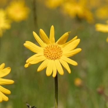 Massageolja Weleda Arnica (100 ml)